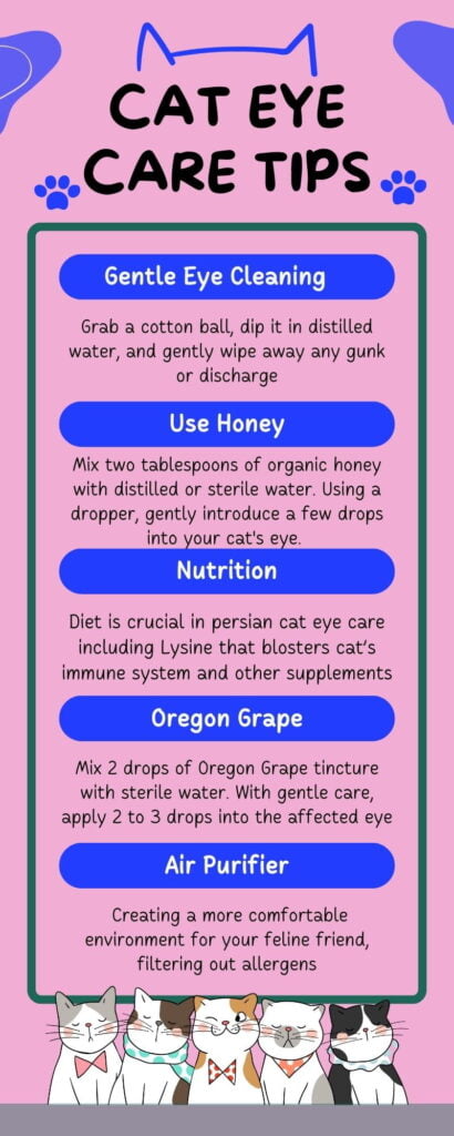 infographic on remedies for persian cat eye  problems