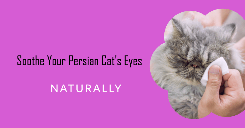 Natural Remedies for Persian Cat Eye Problems: Eye See Clearly Now