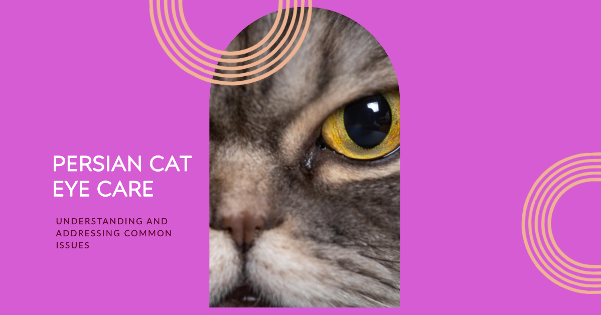 Persian Cat Eye Care