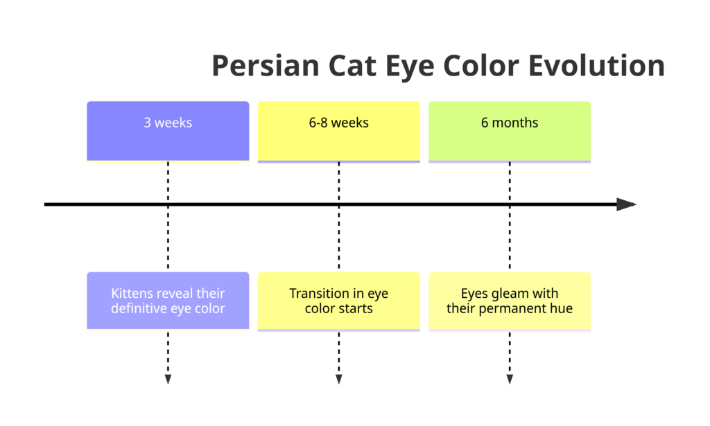visual representation of the Persian Cat Eye Color Evolution