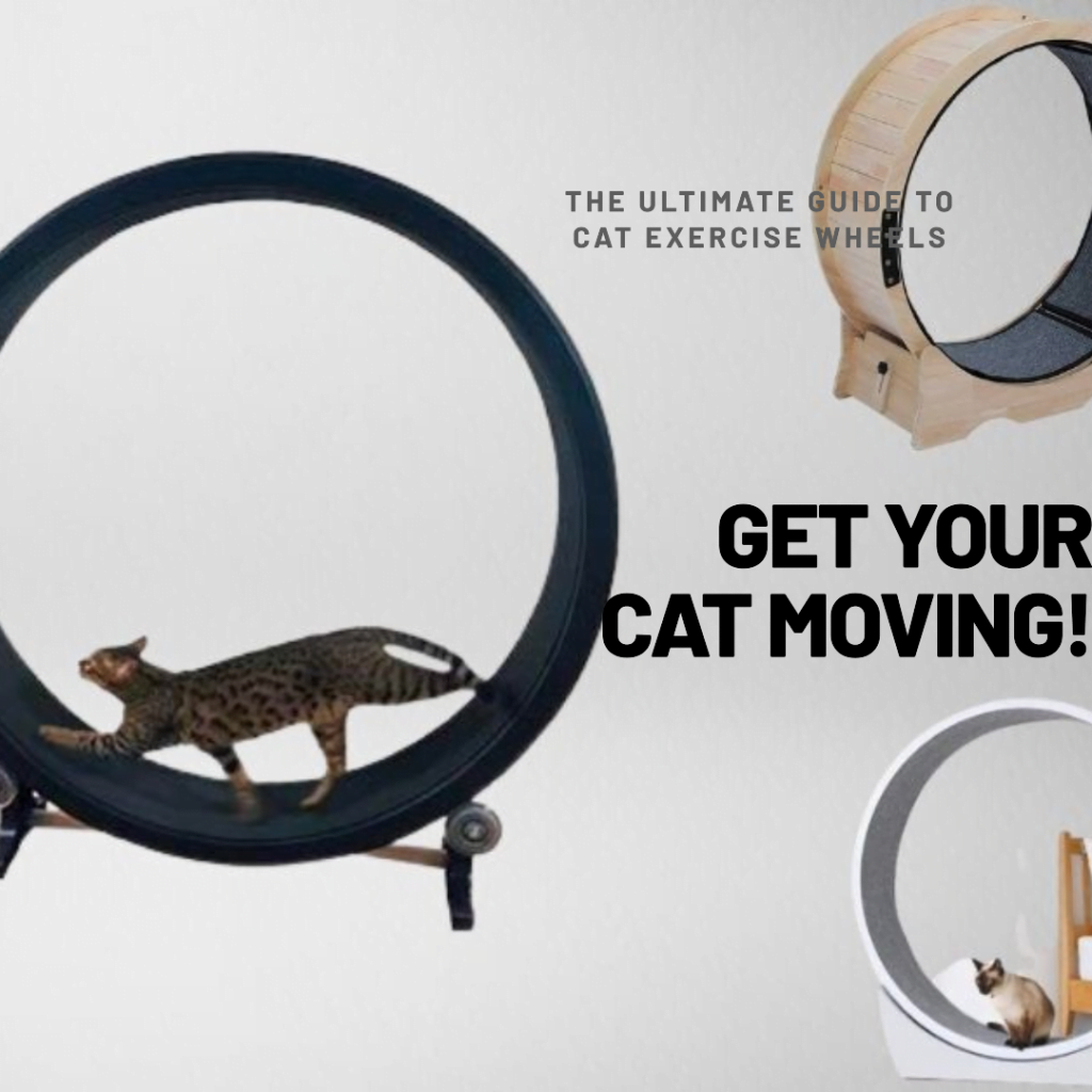 Ultimate guide to cat exercise wheels