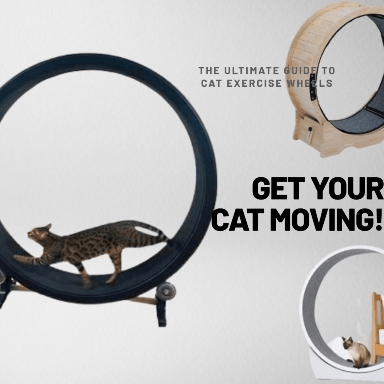 The Ultimate Guide To Cat Exercise Wheels