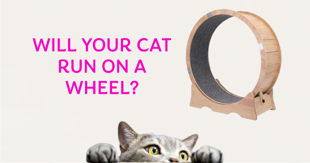 Putting It to the Test: Will Cats Actually Run on a Cat Exercise Wheel?