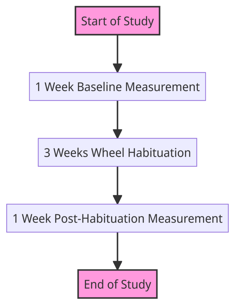 Will cats actually run on a cat exercise wheel experiment flow chart study's duration and phases