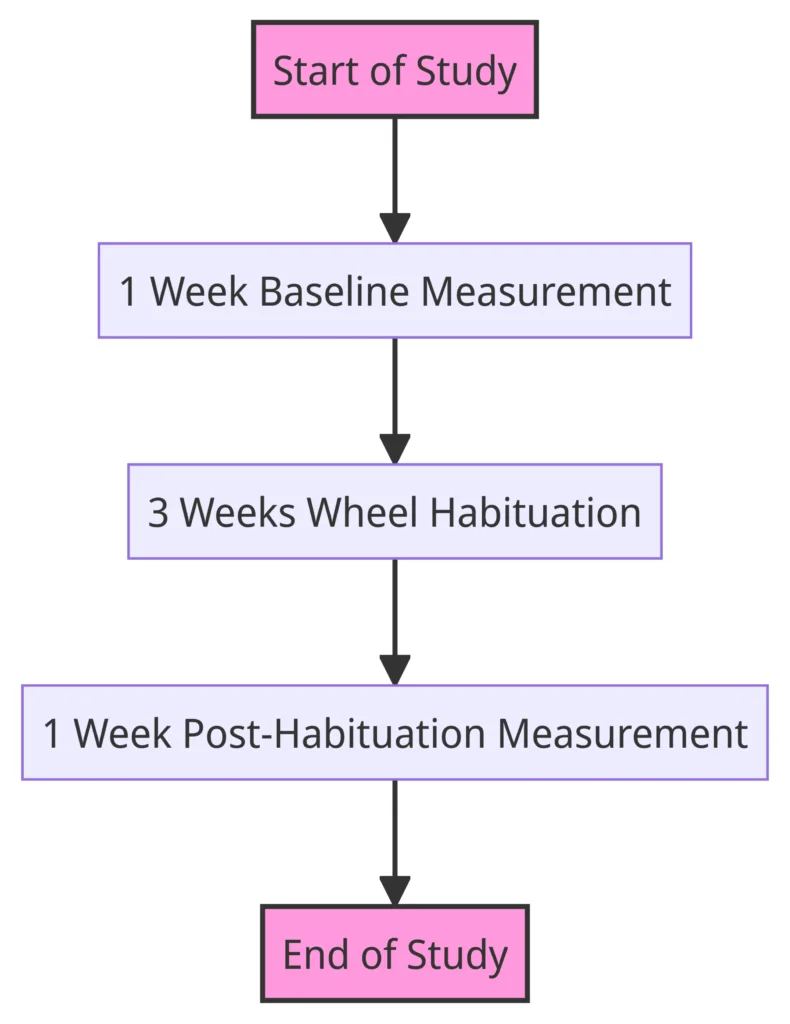 Will cats actually run on a cat exercise wheel experiment flow chart study's duration and phases