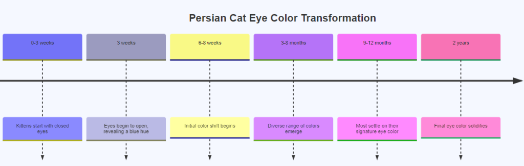 timeline showing persian cat eye color transformation