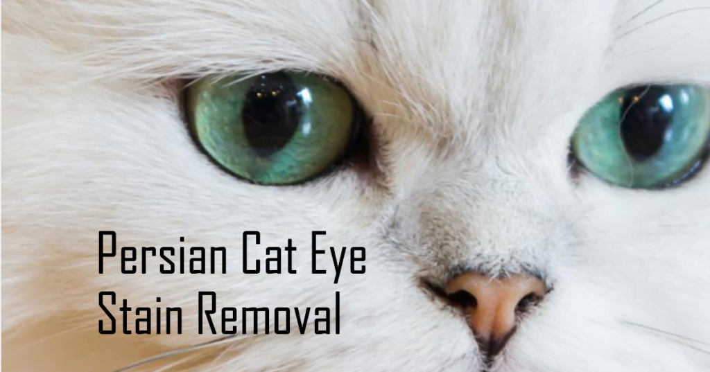 Combatting Persian Cat Tear Stains: Tips and Solutions