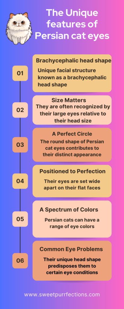 infographic showing unique features of persian cat eyes