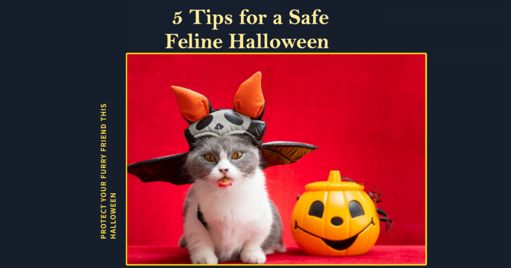 Paw-some Precautions: 5 Tips for a Safe Feline Halloween