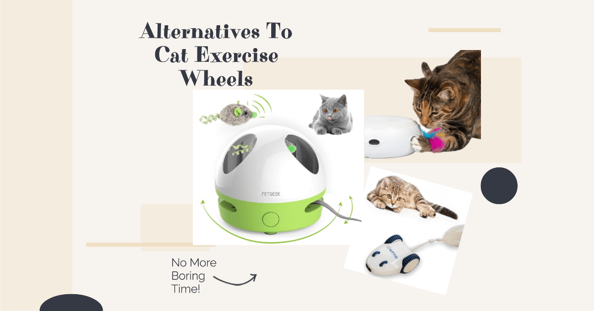 Alternatives to cat exercise wheels featured