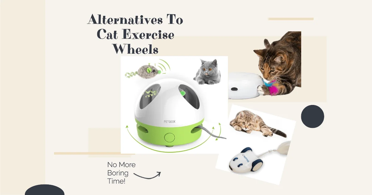 5 Alternatives to Cat Exercise Wheel: Feline Fitness Gadgets