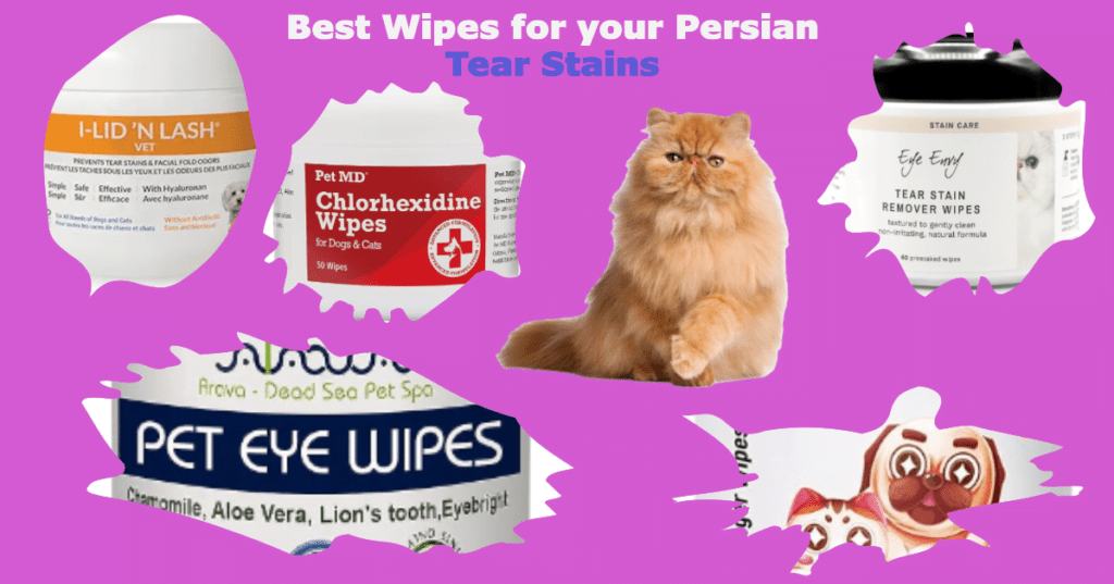 5 Best Persian Cat Eye Wipes: Eye Spy with My Little Eye
