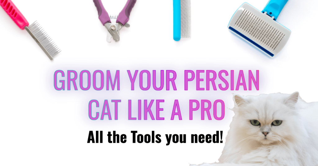 6 Essential Grooming Tools for Persian Cats: Pamper Your Persian