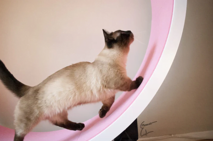 ferris cat wheel image pink