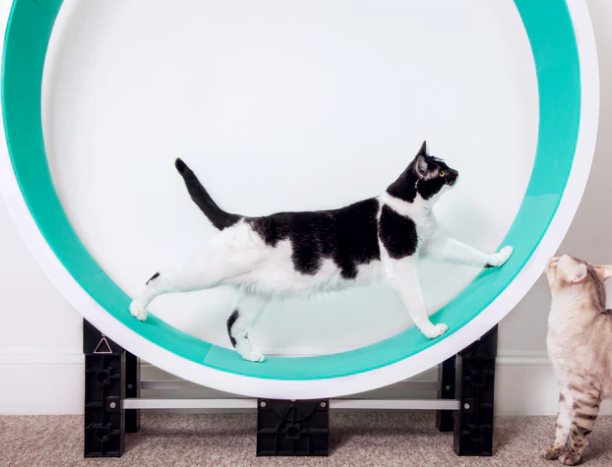 Cazami/Ferris cat wheel: one of the Best Cat Exercise Wheels UK