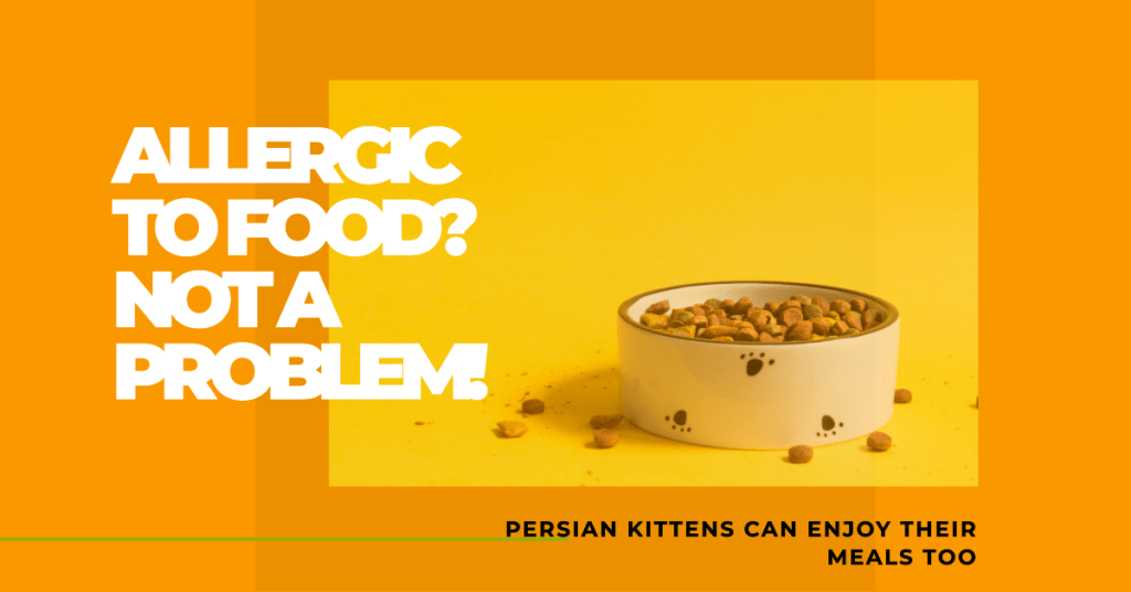 Navigating the Maze of Food Allergies in Persian Kittens