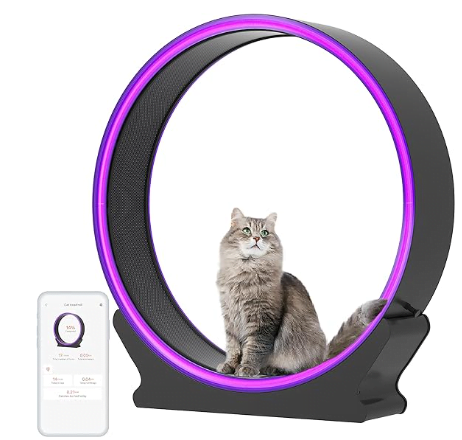 Best cat exercise outlet wheel