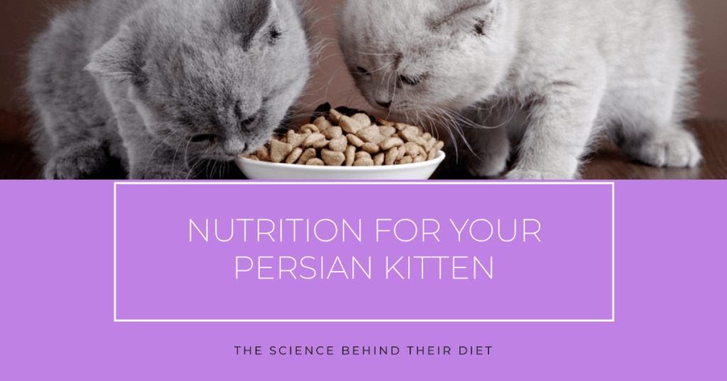 Nurturing Growth: The Science Behind Persian Kitten Diet