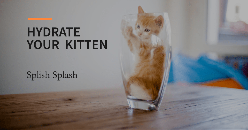 Ensuring Proper Persian Kitten Hydration: Splish Splash