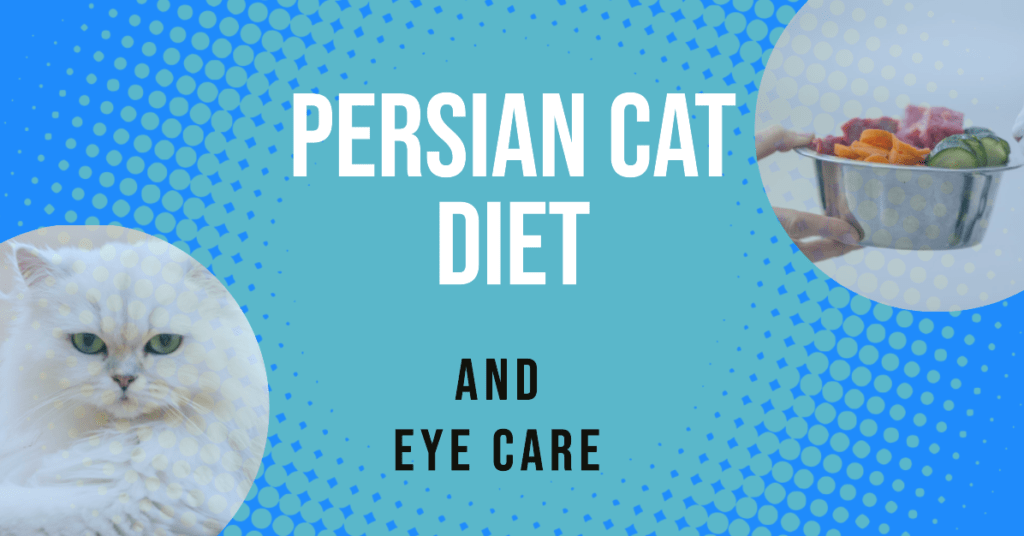 A Dive into Persian Cat Diet and Eye Care: Mealtime to Meow-time