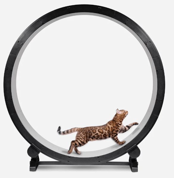 one fast wheel: one of the Best Cat Exercise Wheels UK