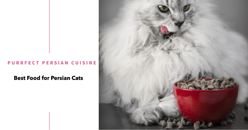 Sourcing the Best Food for Persian Cats: Feline Fuel