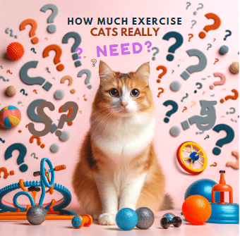 How much exercise  do cats need image showing a cat asking this question