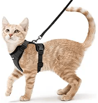 Leash for cats