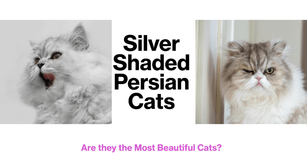 The Enchanting World of Silver Shaded Persian Cats