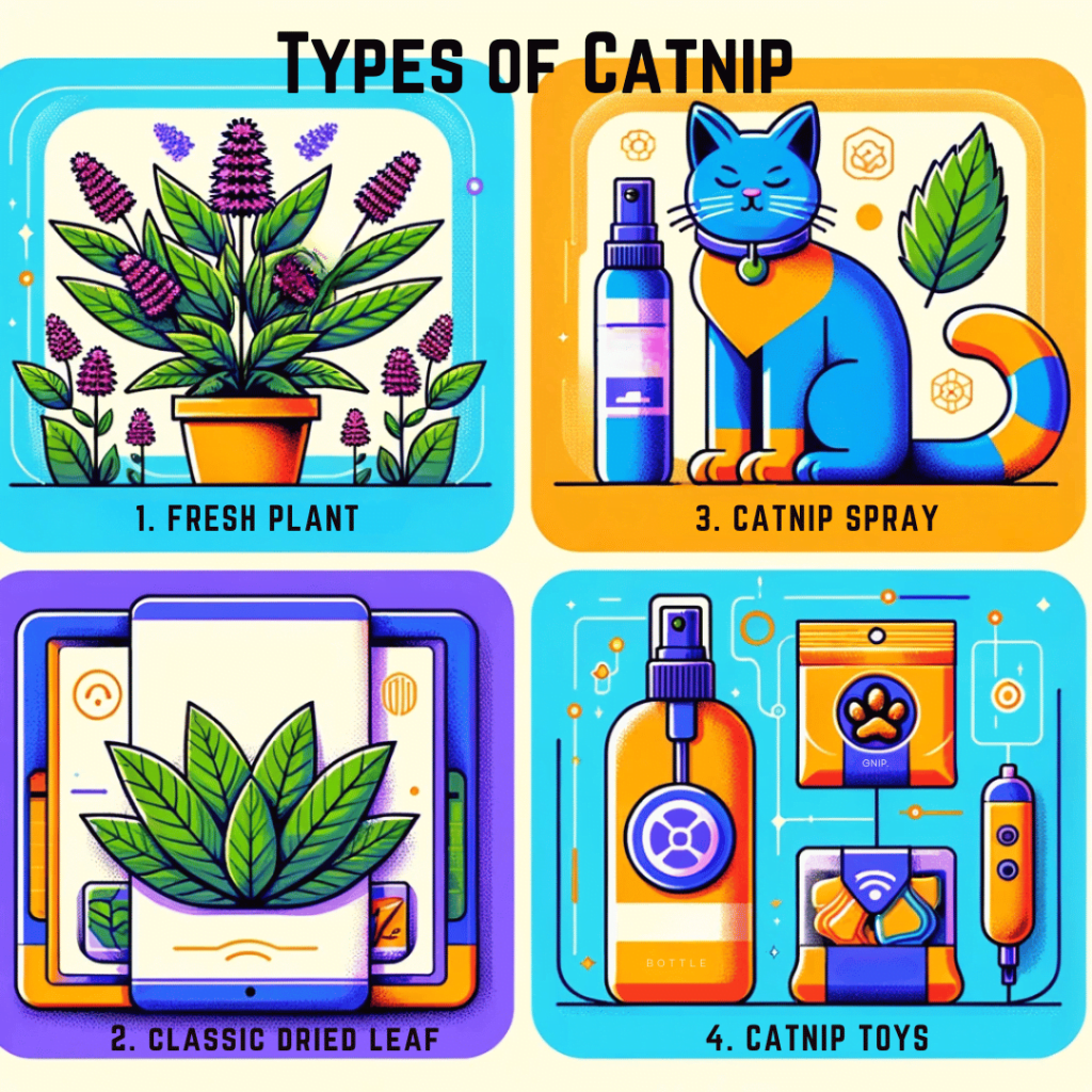 A visual image showing the different types of catnip