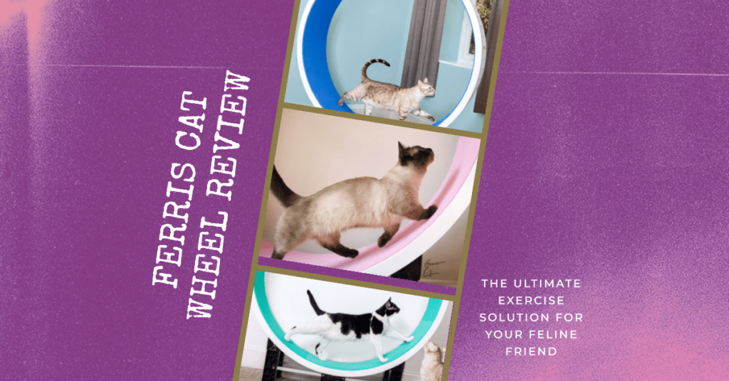 Ferris Cat Wheel Review: Is This the Dream Exercise Wheel for Cats?