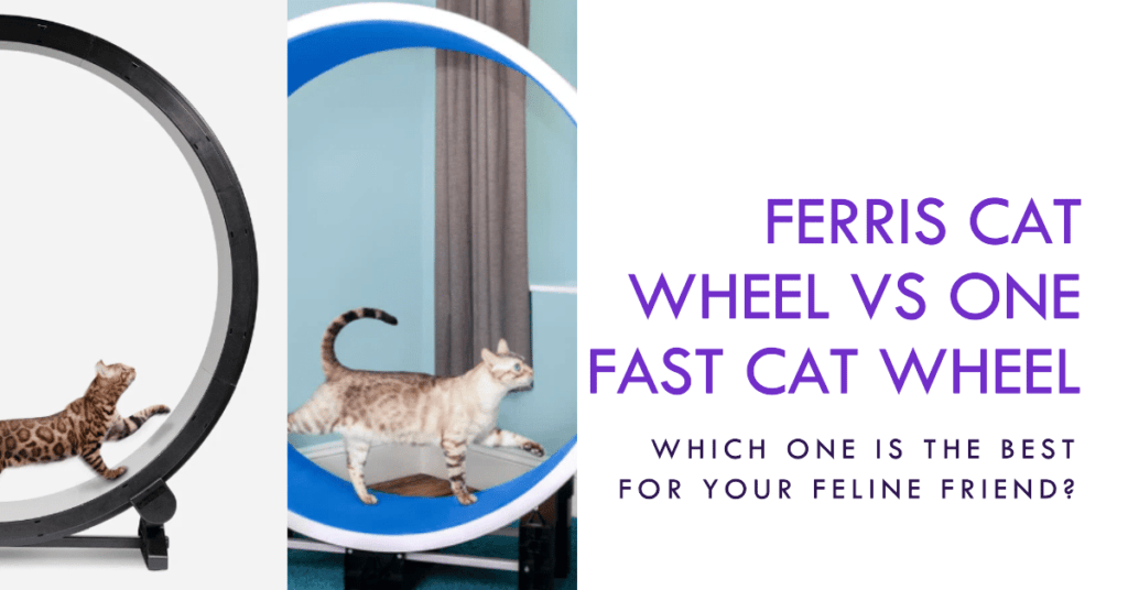 Ferris Cat Wheel vs One Fast Cat Wheel Comparison: Which Is Best for Your Cat?