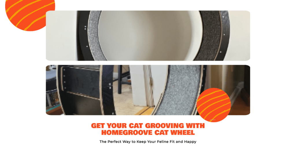 Homegroove Cat Exercise Wheel Review: A Treadmill for Your Tabby?