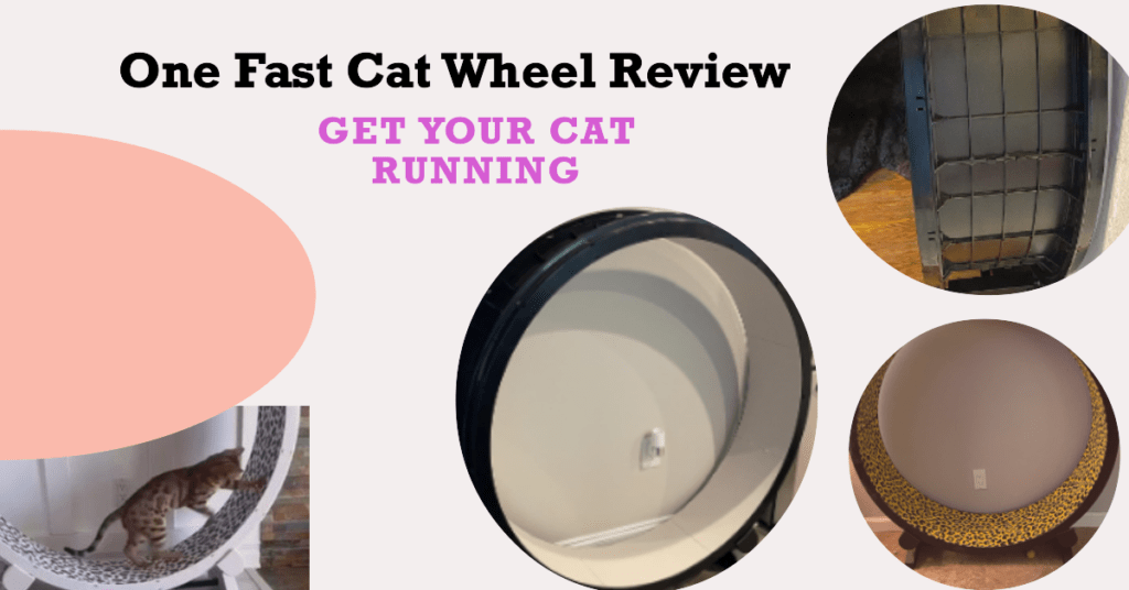 In-Depth One Fast Cat Wheel Review: Is It Worth the Hype?