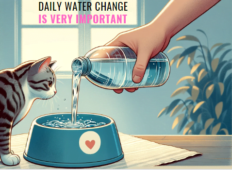 Image showing how often to change your cat's water 