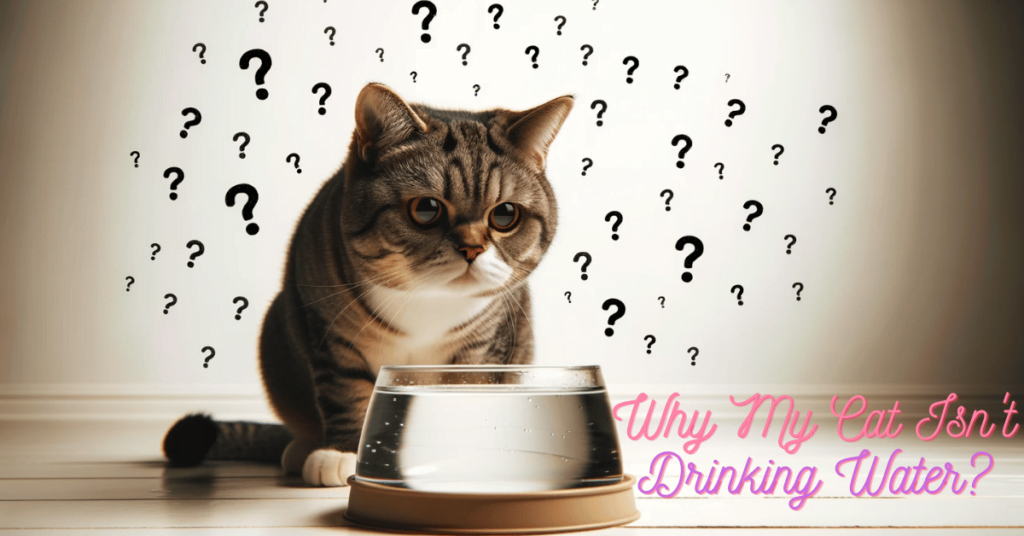 Why My Cat Isn’t Drinking Water? Uncovering the 7 Top Reasons
