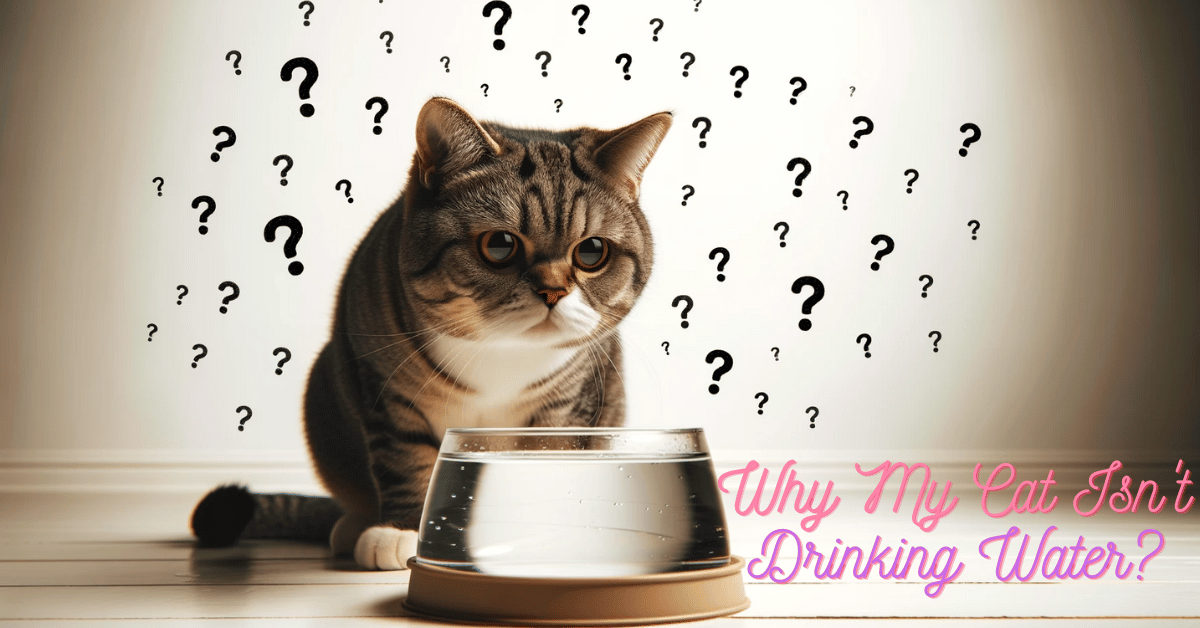 Why My Cat Isn’t Drinking Water? Uncovering the 7 Top Reasons