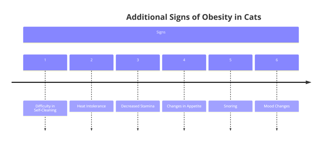 Timeline Diagram showing additional signs of obesity in cats