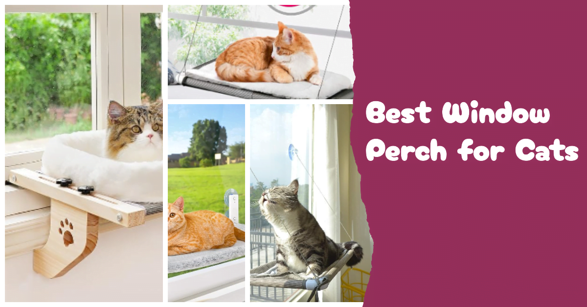 Best Window Perch for cats