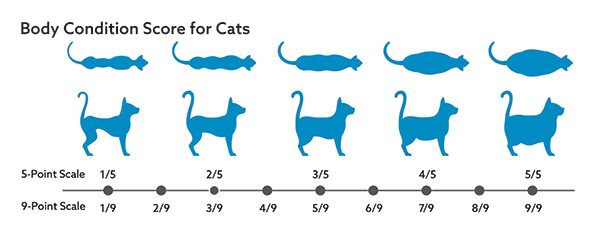 Body-condition-score-for-cats-to-determine-whether-your-cat-is-overweight or underweight