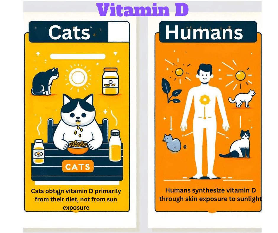 Infographic showing the difference of the importance of sunshine between cats and humans