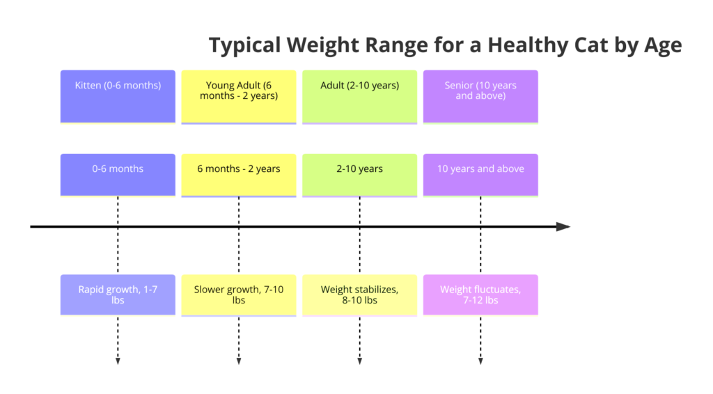 Timeline Diagram showing typical weight range for a health cat by age