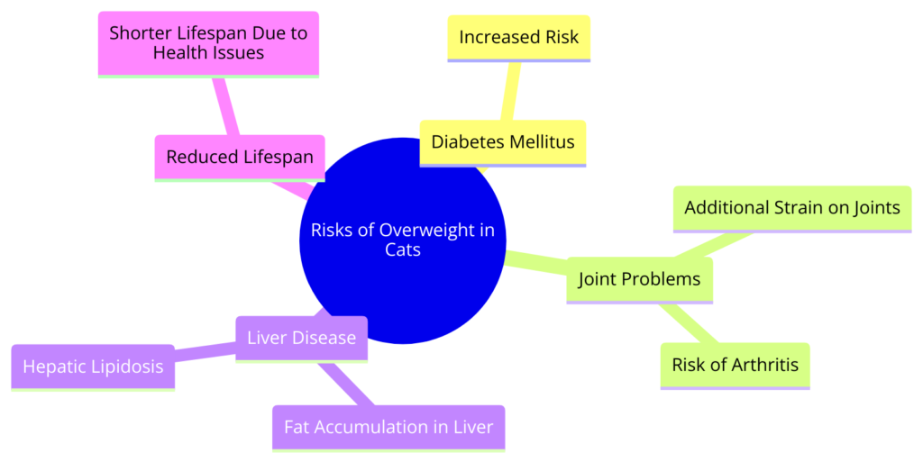 Diagram showing health risks associated with obesity in cats