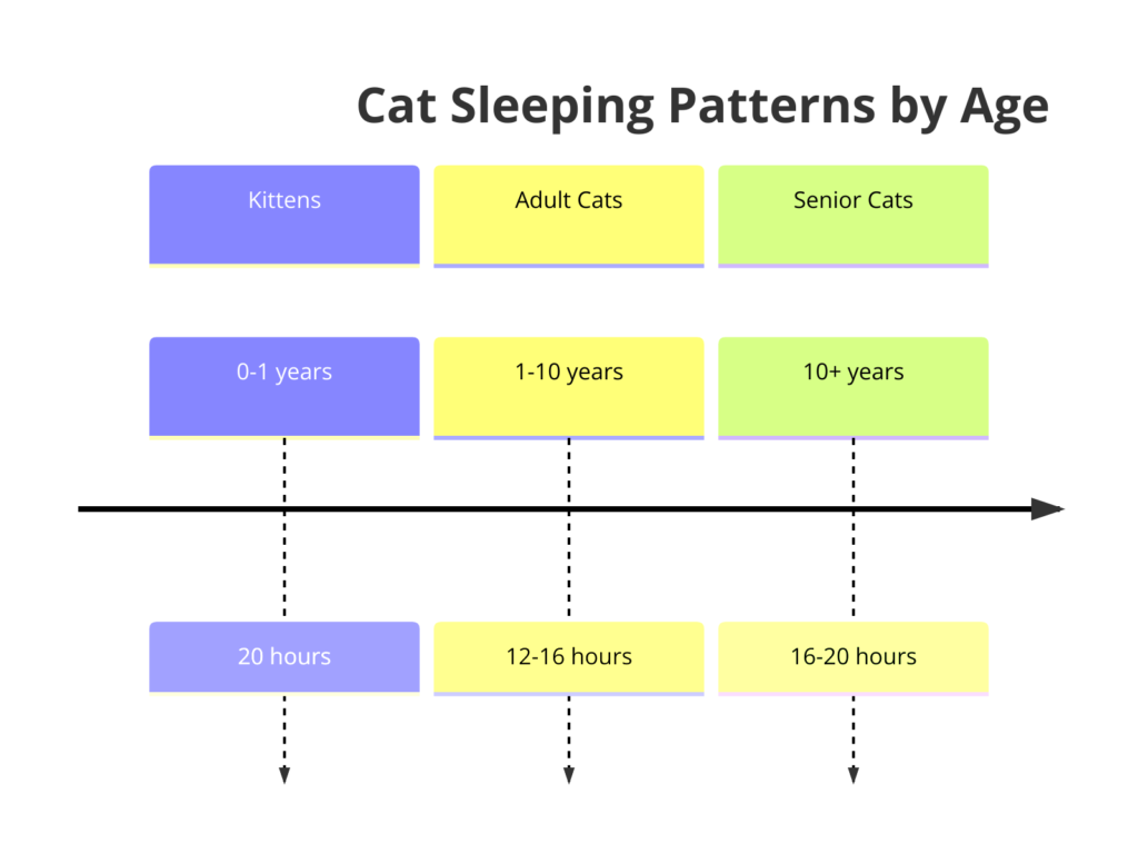  timeline diagram illustrating cat sleeping patterns by age