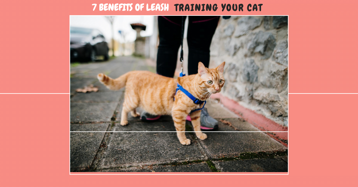 Benefits of Leash Training Your Cat Featured image