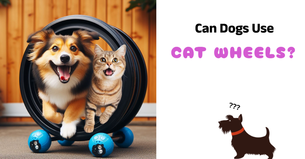 Can Dogs Use Cat Wheels Featured Image