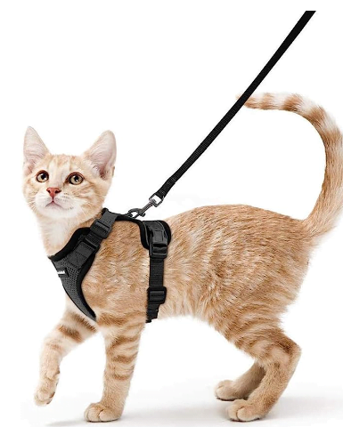 Image-Example-of-a-vest-cat-harness-and-leash