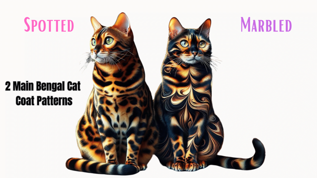 Image Showing the two main Types of Bengal Cat Coat Patterns