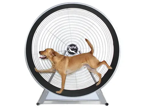 Image of a wheel suitable for large dogs