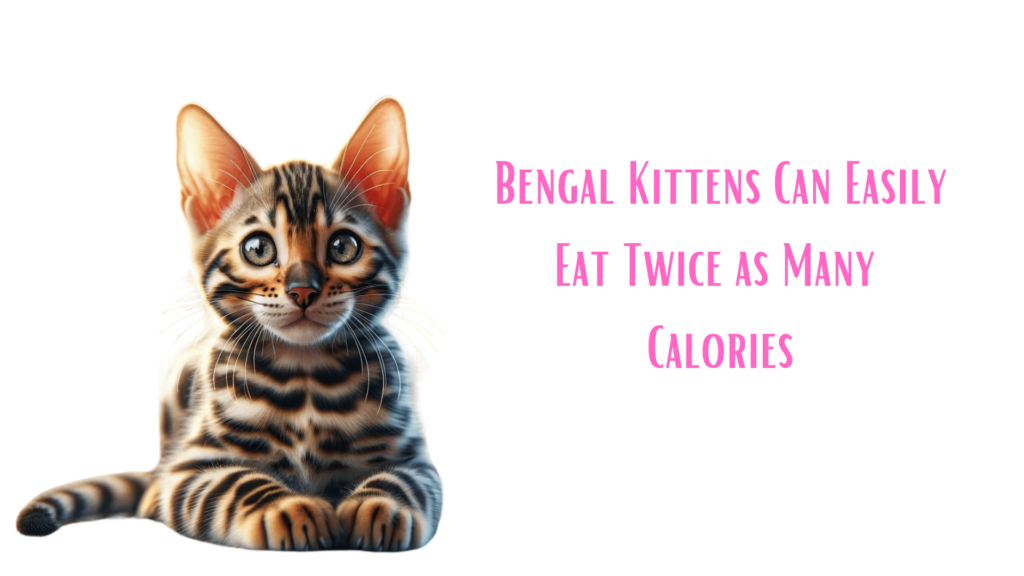 Image showing the food intake of Bengal Kittens